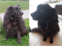 3,rex,vorher,nachher
