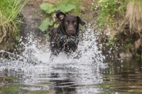 7,lennox,die,wasserratte